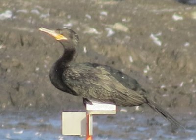 Neotropic Cormorant