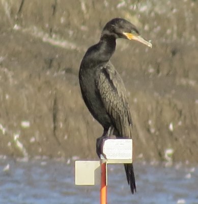 Neotropic Cormorant