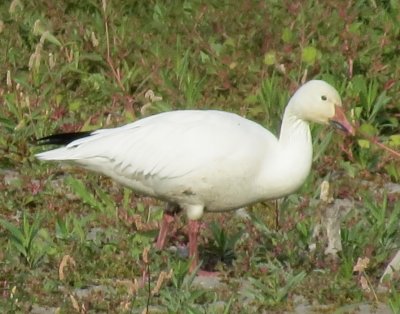Snow Goose