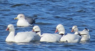 Ross's Geese