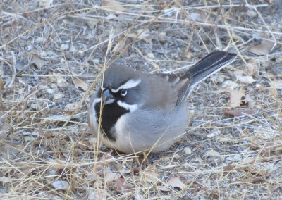 Black-throated Sparrow
