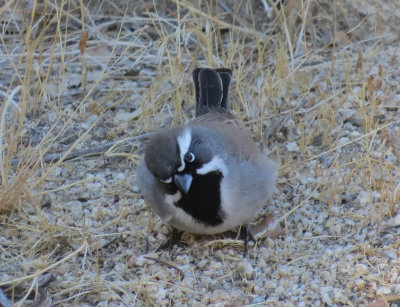 Black-throated Sparrow