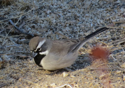 Black-throated Sparrow