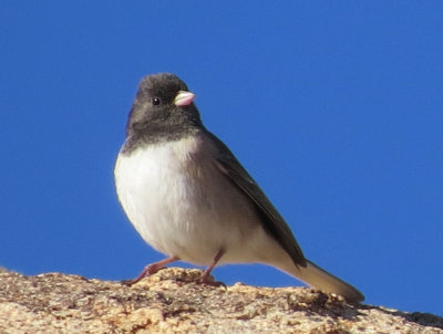 Dark-eyed Junco