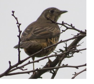 Mistle Thrush