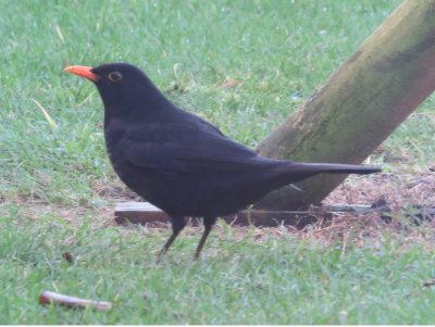 Blackbirds