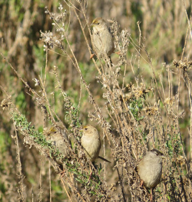 Golden-crowned Sparrows
