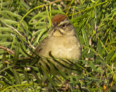 Rufous-crowned Sparrow