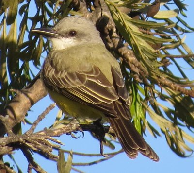 Tropical Kingbird