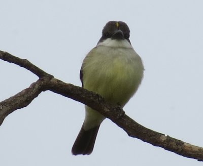 Thick-billed Kingbird with crown stripe
