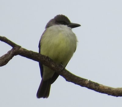 Thick-billed Kingbird
