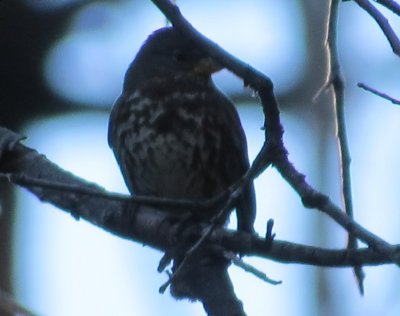 Fox Sparrow