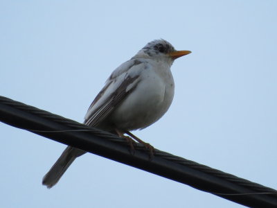 American Robin.JPG