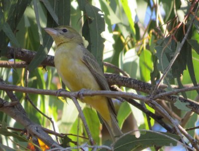 Summer Tanager