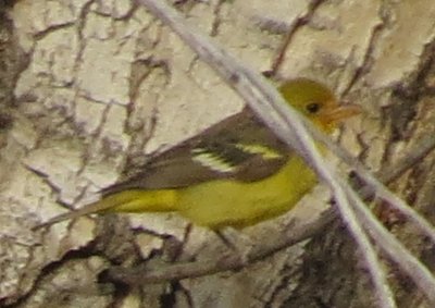 Western Tanager