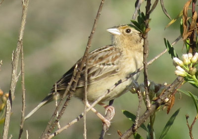 Grasshopper Sparrow