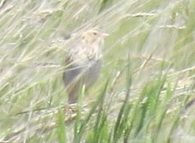 Baird's Sparrow.jpg