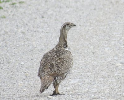 Sage Grouse.jpg