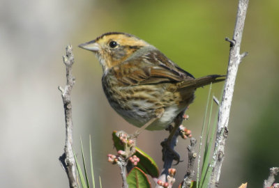 Nelson's Sparrow