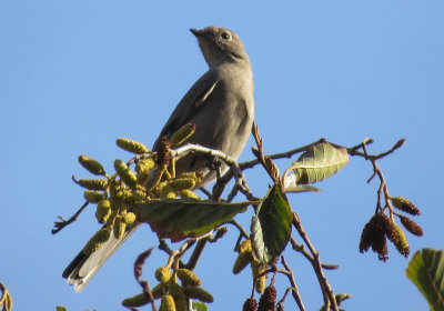 Townsend's Solitaire