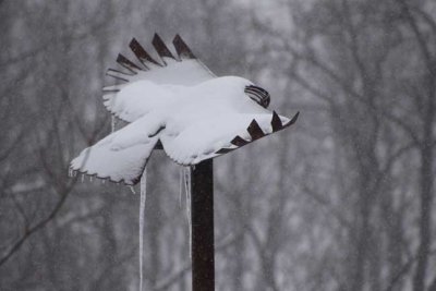 Freedom Bird on the trail with snow and ice.