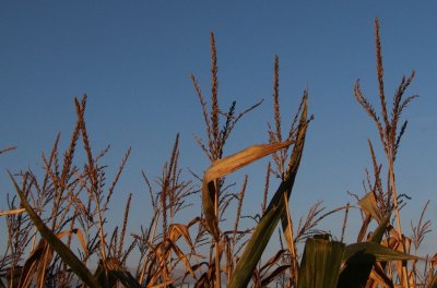 IMG_9003B.jpg