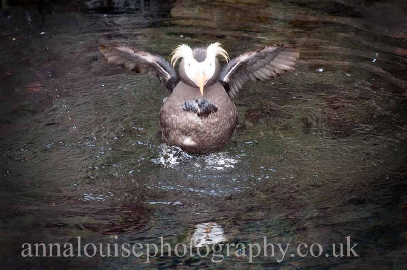 Living Coasts- Torquay