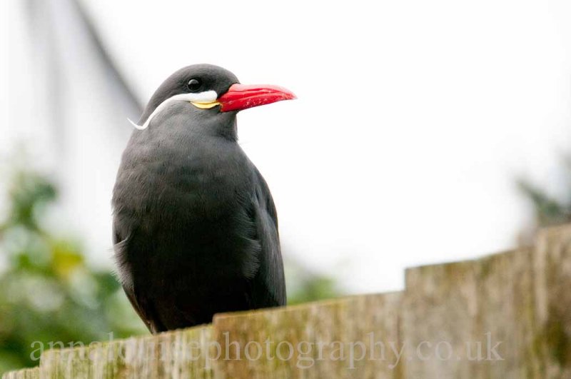 Living Coasts- Torquay