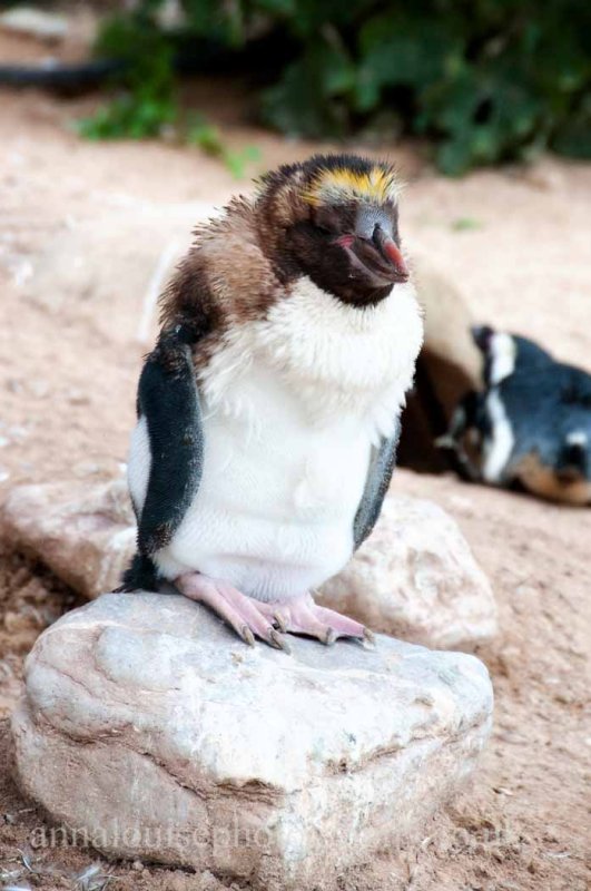 Living Coasts- Torquay
