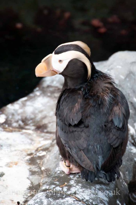 Living Coasts- Torquay