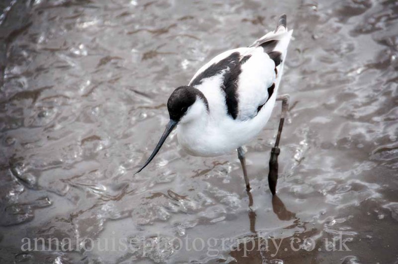Living Coasts- Torquay