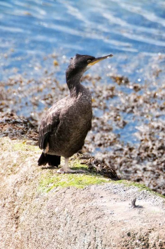 Living Coasts- Torquay