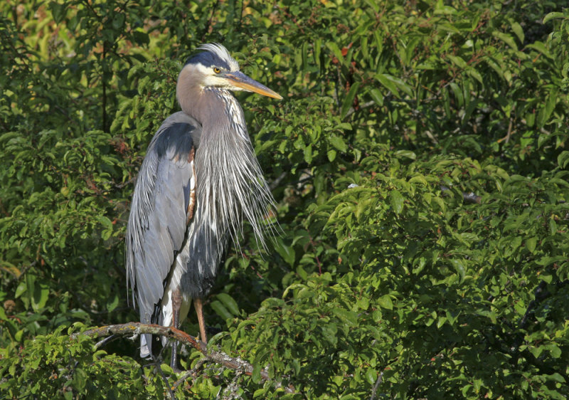 Great Blue Heron
