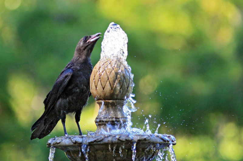  Crow and Fountain