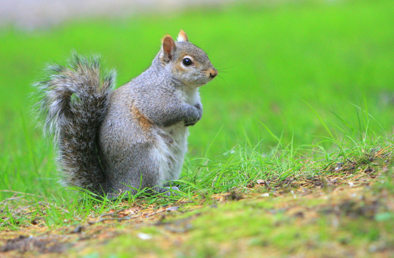 Grey Squirrel 