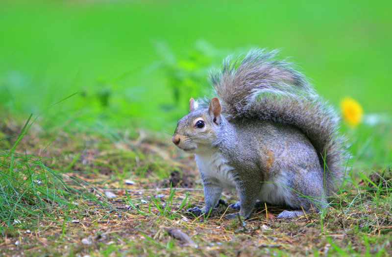 Grey Squirrel 