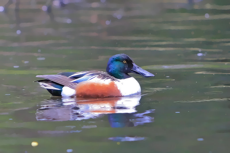 Northern Shoveler