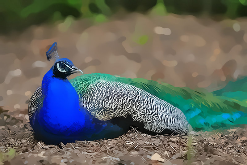 Peacocks