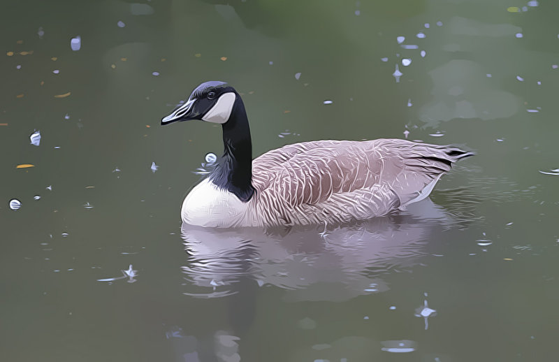 Swans and Geese