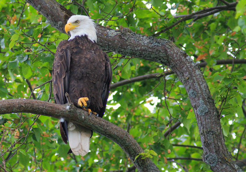 Bald Eagle