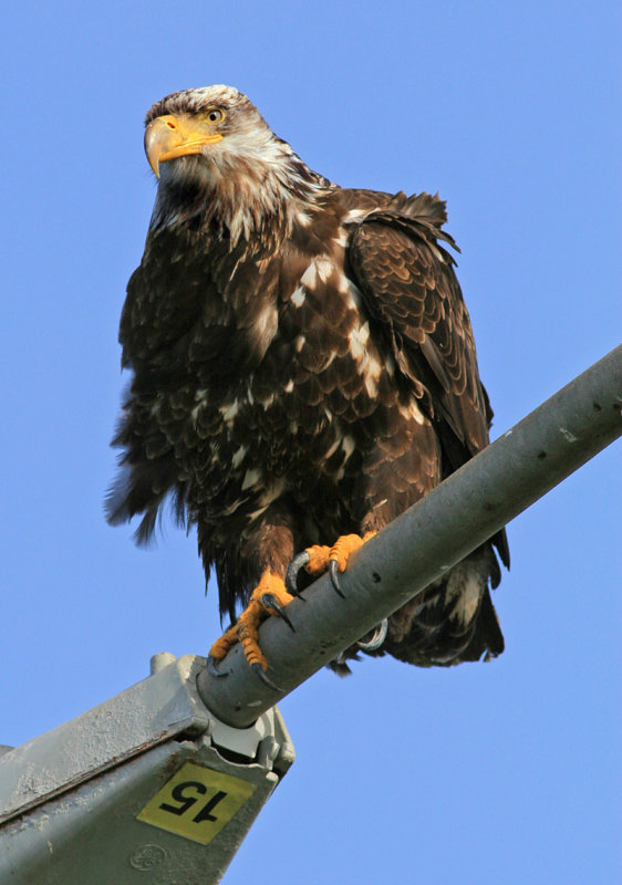 Bald Eagle