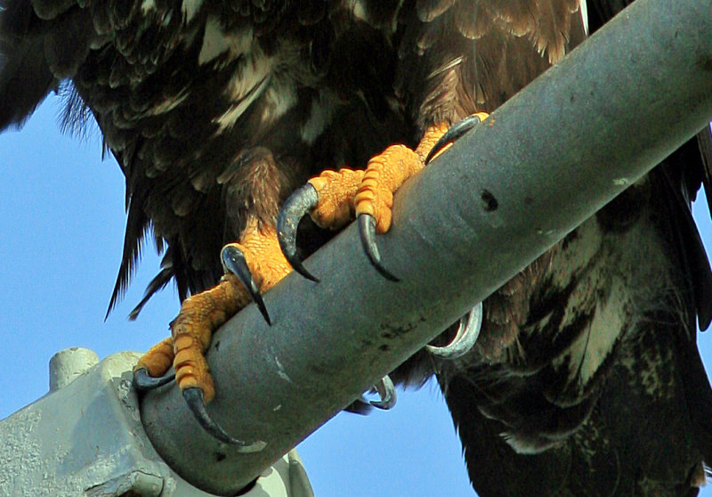 Bald Eagle Talons Detail