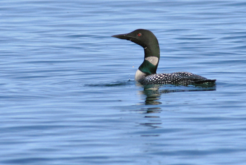 Water Birds