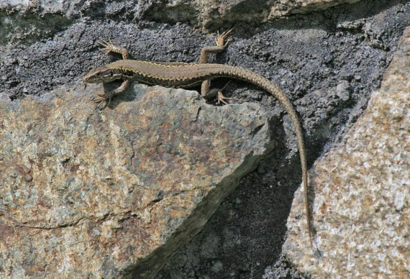 European Wall Lizard  