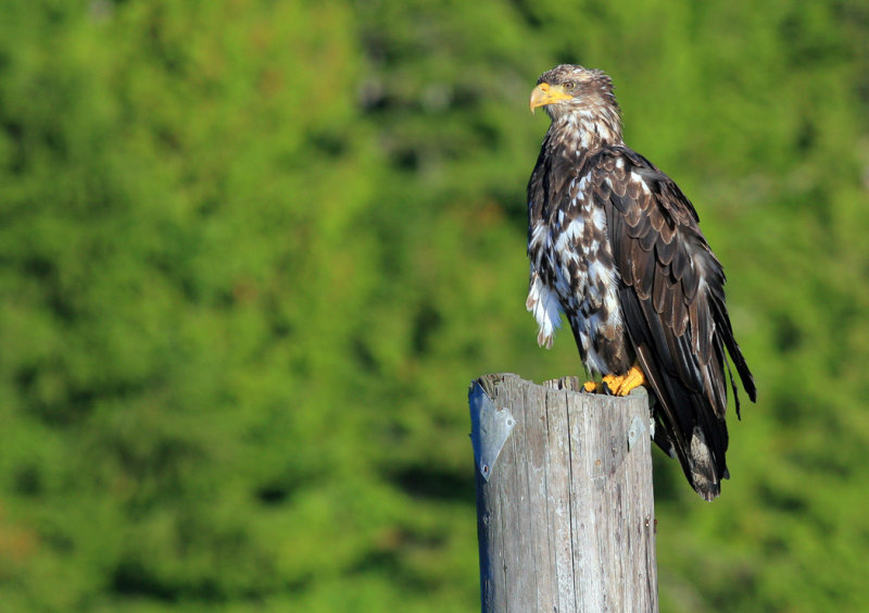 Young Bald Eagle -Ucluelet