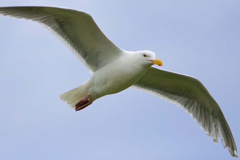 Seagulls