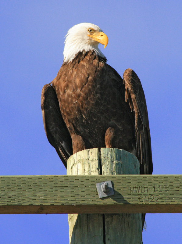 Bald Eagle 