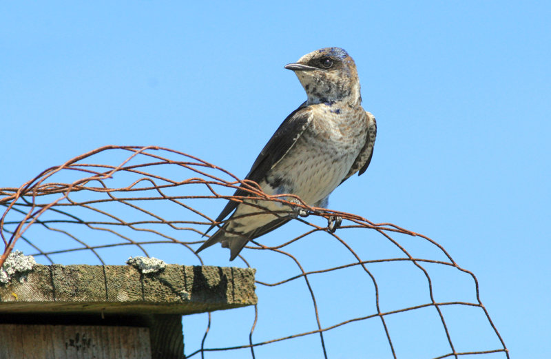 Purple Martin