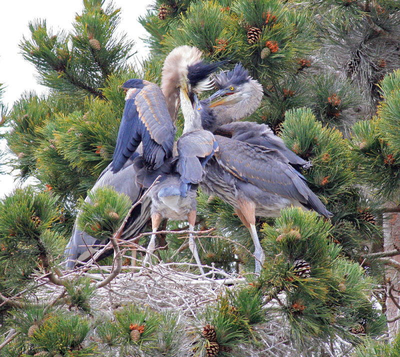 Heron's Nest