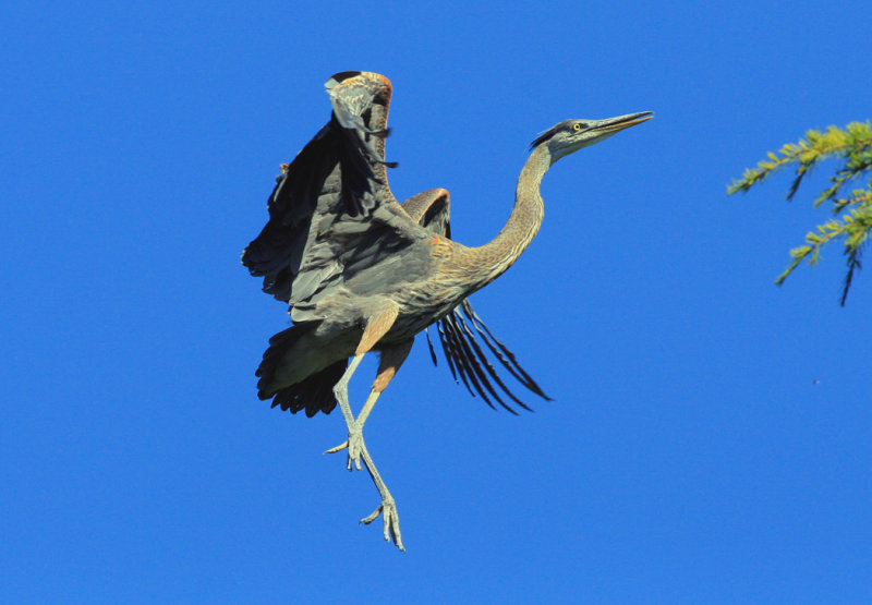  Great Blue Heron in Flight